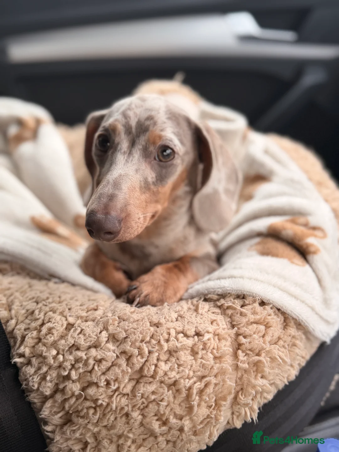 Miniature Dachshund dogs for sale: 8 Month Old Miniature Dachshund  - Advert 1
