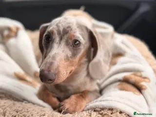 Miniature Dachshund dogs 8 Month Old Miniature Dachshund - Advert 1