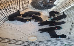 Mixed Breed dogs for sale: German Shepherd X Labrador  - Image 20