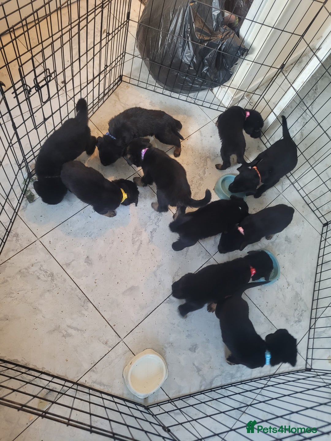 Mixed Breed dogs for sale: German Shepherd X Labrador  - Image 20
