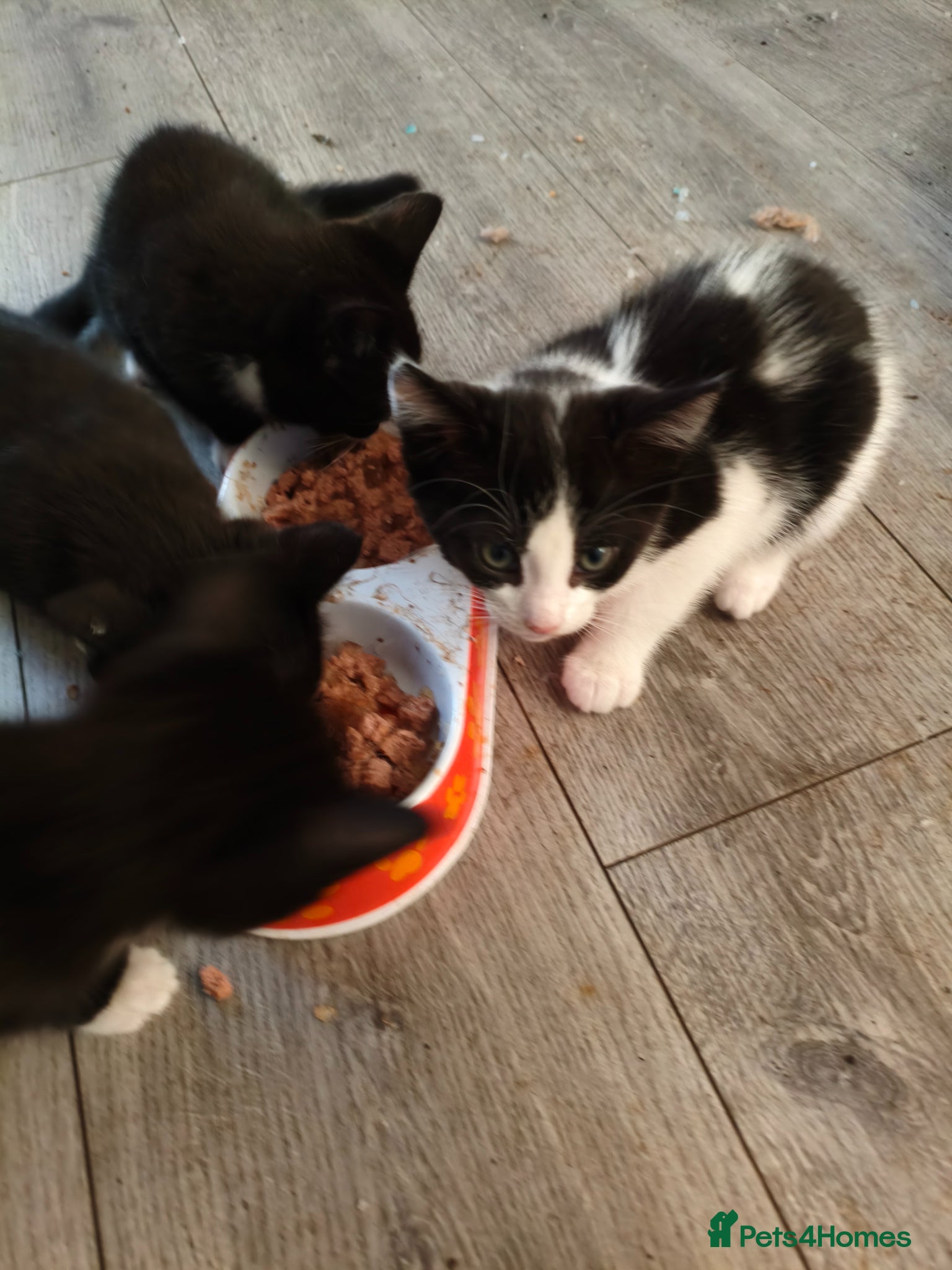 British Shorthair cats Milan - Advert 2