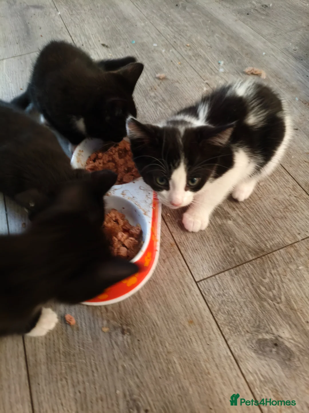 British Shorthair cats for sale: Milan in Burnley - Advert 1