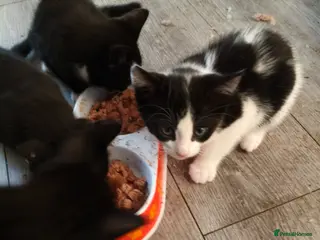 British Shorthair cats Milan - Advert 4