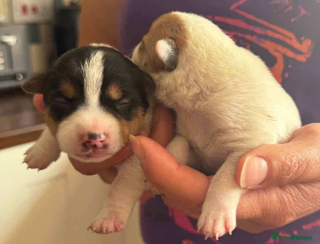 Jack Russell dogs for sale: Bred From Health Tested Parents - Image 24