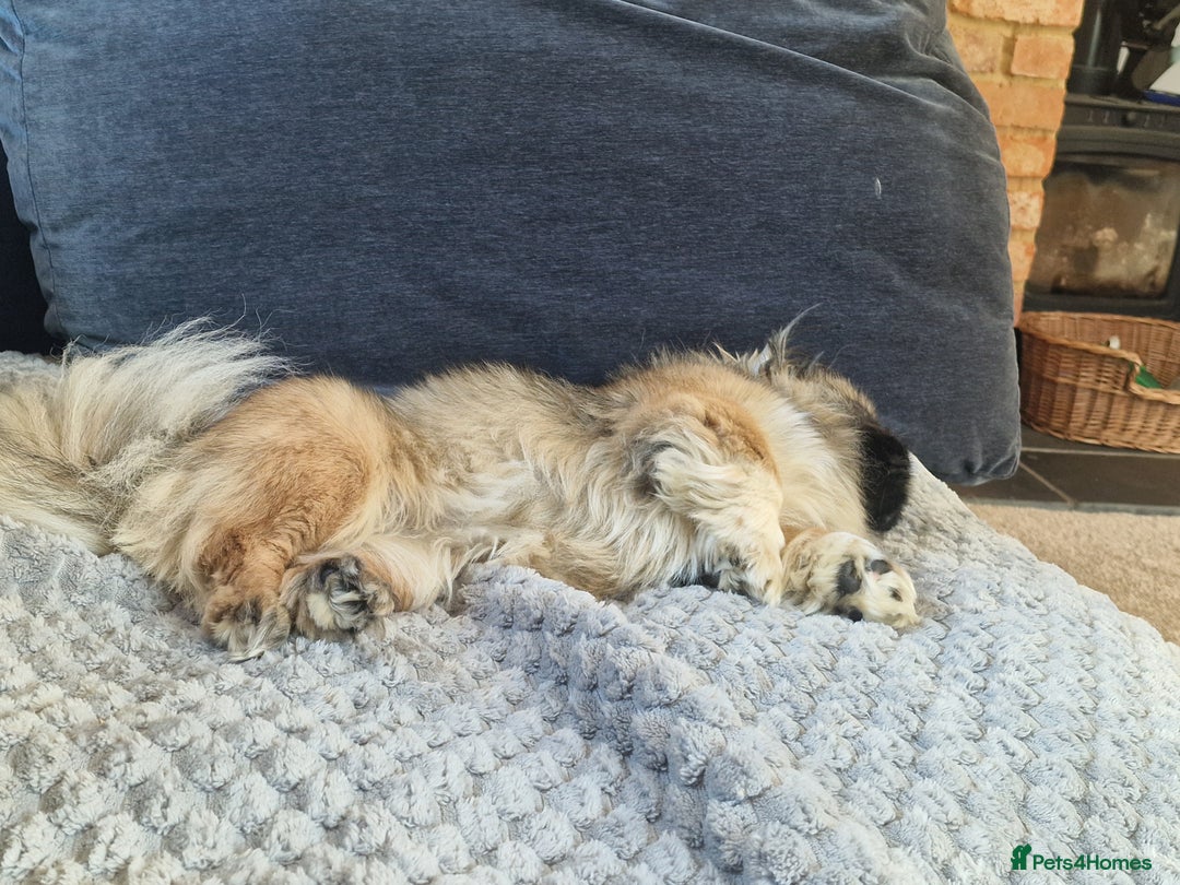 Pekingese dogs for sale: Sleeve Pekingese  - Advert 3