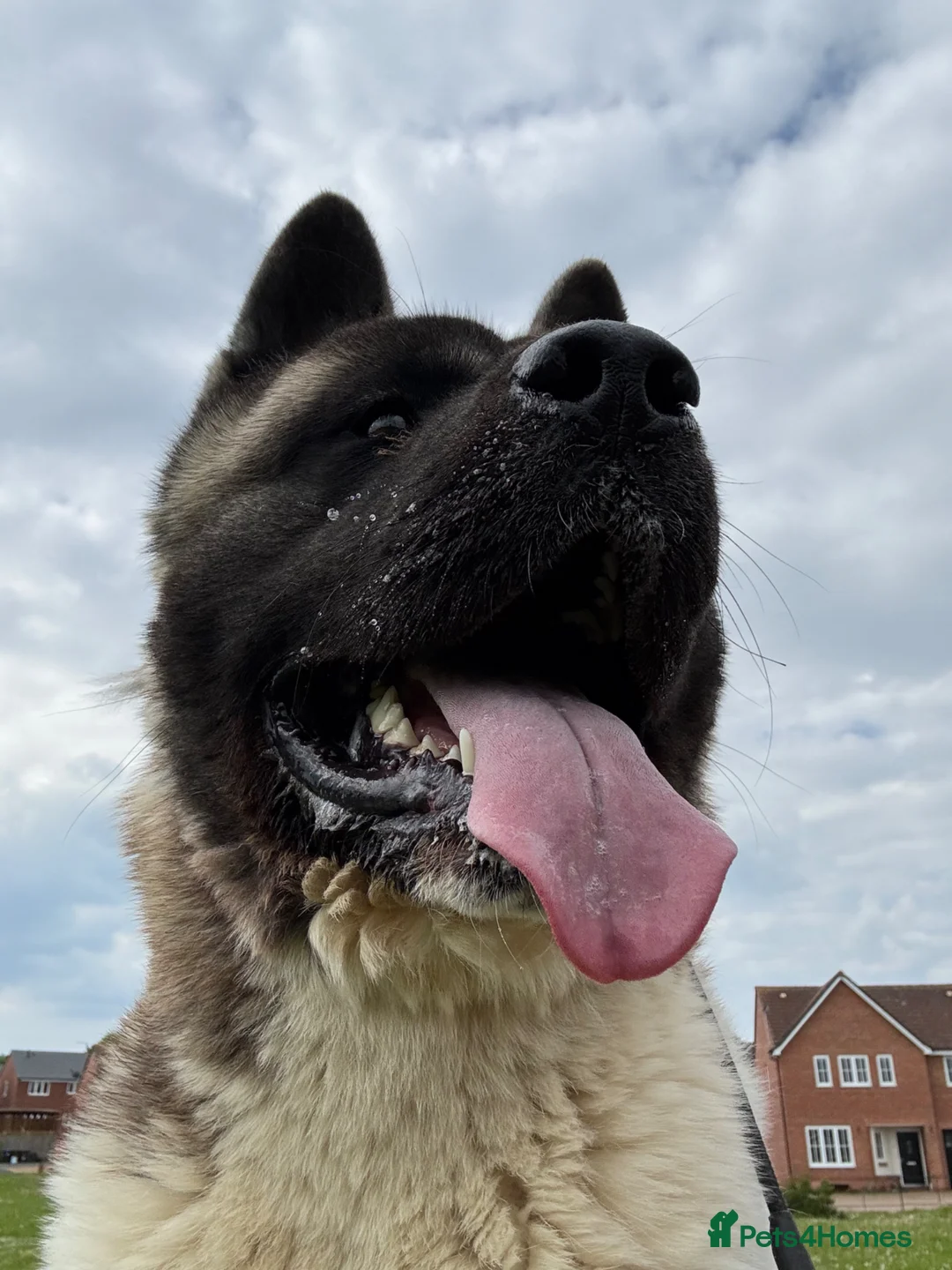 Akita dogs for sale: KC Reg American Akita puppies - Advert 14