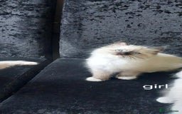 Ragdoll cats for sale: Beautiful adorable Ragdoll kittens.  - Image 7