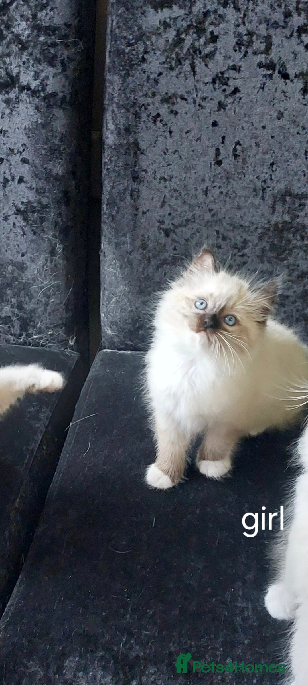 Ragdoll cats for sale: Beautiful adorable Ragdoll kittens.  - Image 7