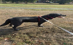 Mixed Breed dogs for sale: Salem aka Saisai - Image 2