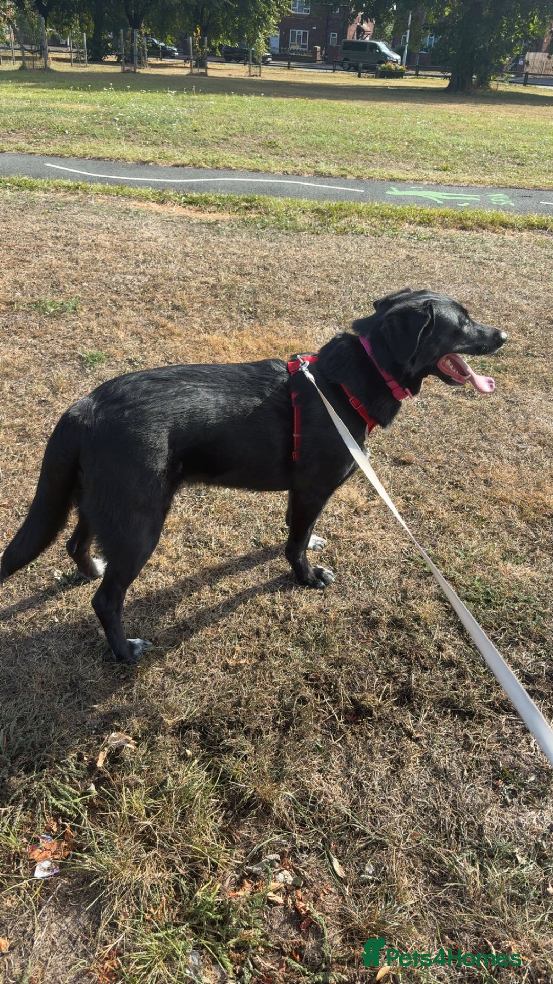 Mixed Breed dogs for sale: Salem aka Saisai - Image 2