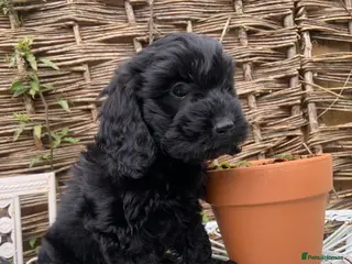 Cockapoo dogs READY NOW ! F1 health tested black girl. - Advert 1