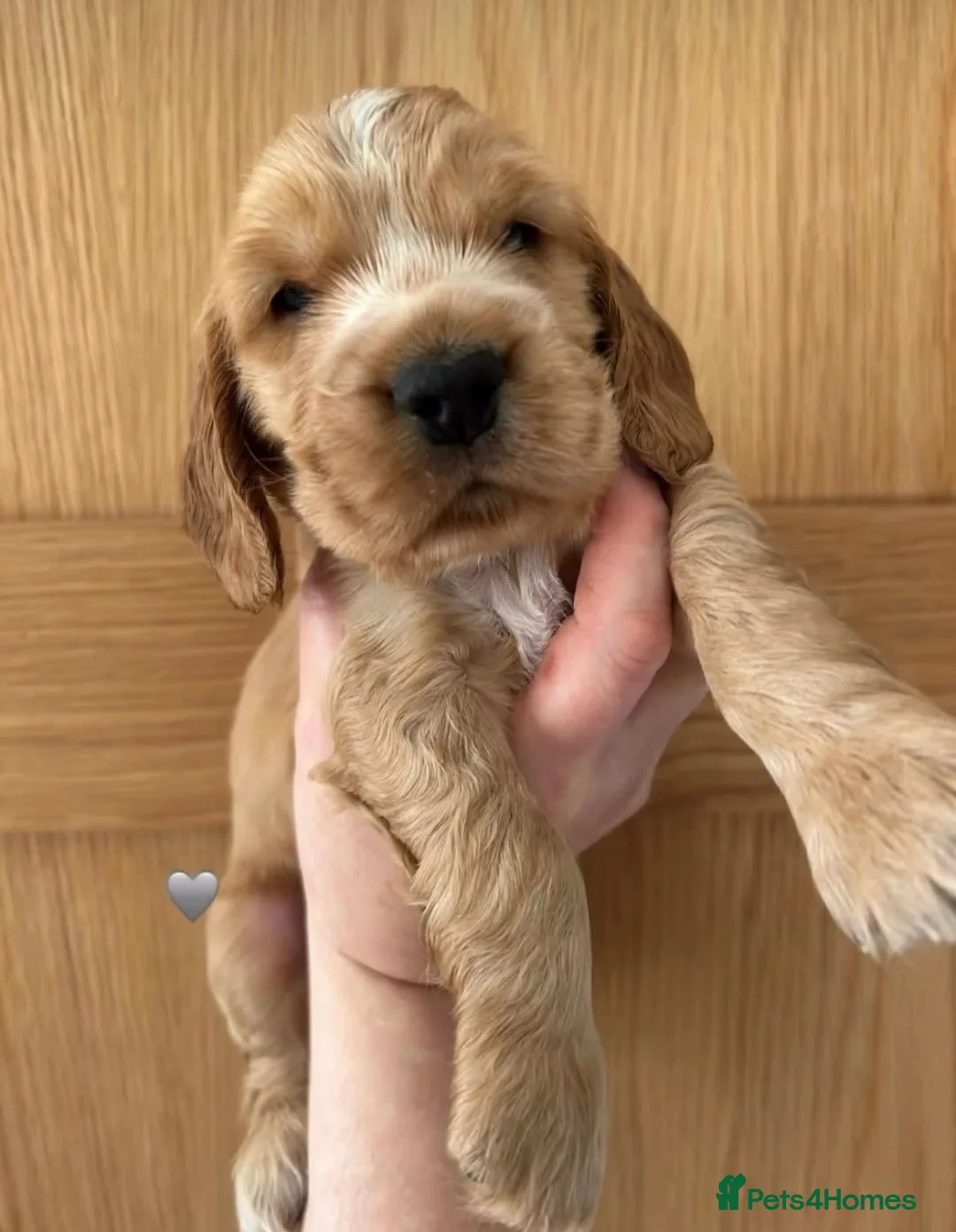 Cocker Spaniel dogs for stud: Gorgeous Orange Roan Show Cocker Spaniel for stud in Cardiff - Advert 6