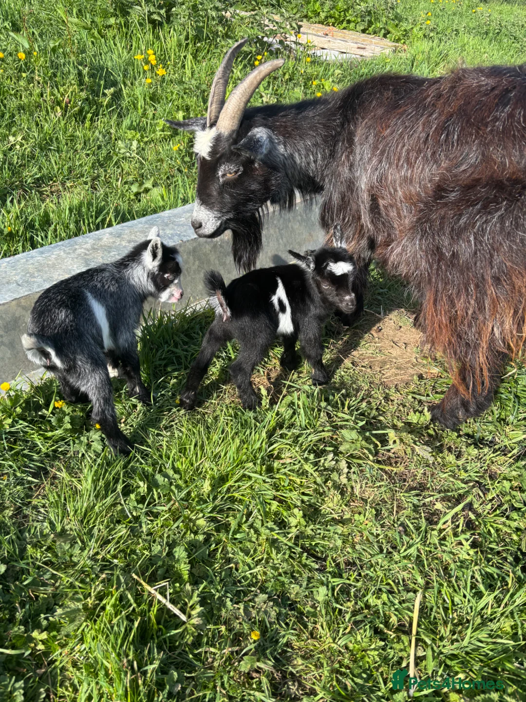 Goats livestock for sale: Gorgeous Pygmy Goats for sale - Advert 2