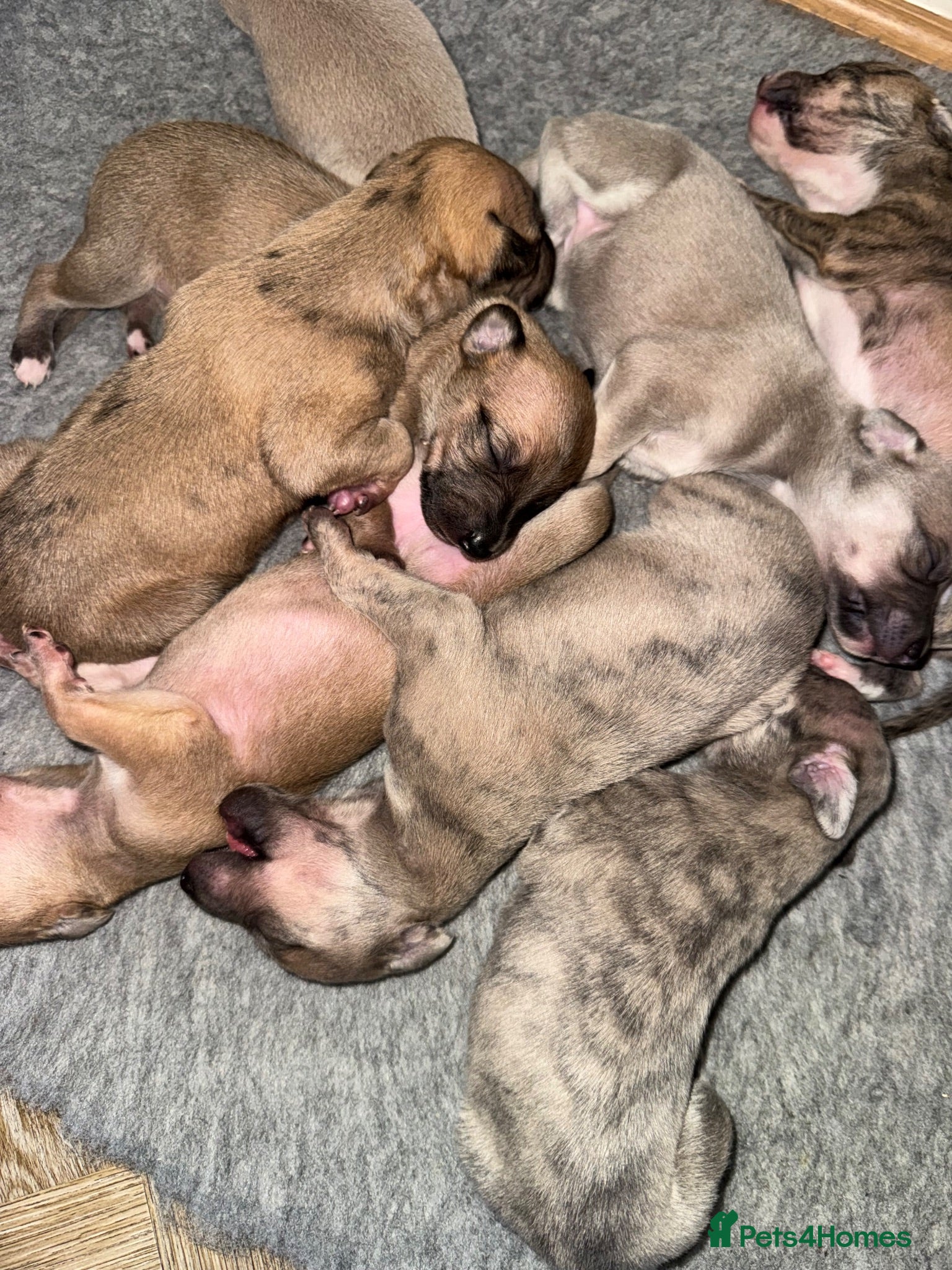 Whippet dogs Exceptional litter of KC registered whippets - Advert 10