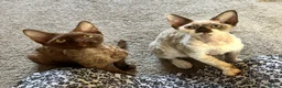Devon Rex cats for sale: Beautiful, playful Devon rex kittens, ready now - Advert 1