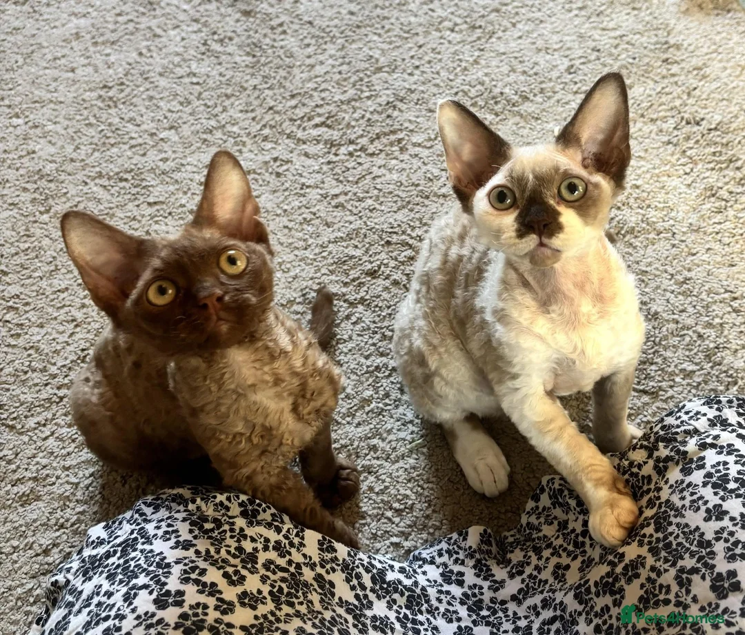 Devon Rex cats for sale: Beautiful, playful Devon rex kittens, ready now - Advert 1