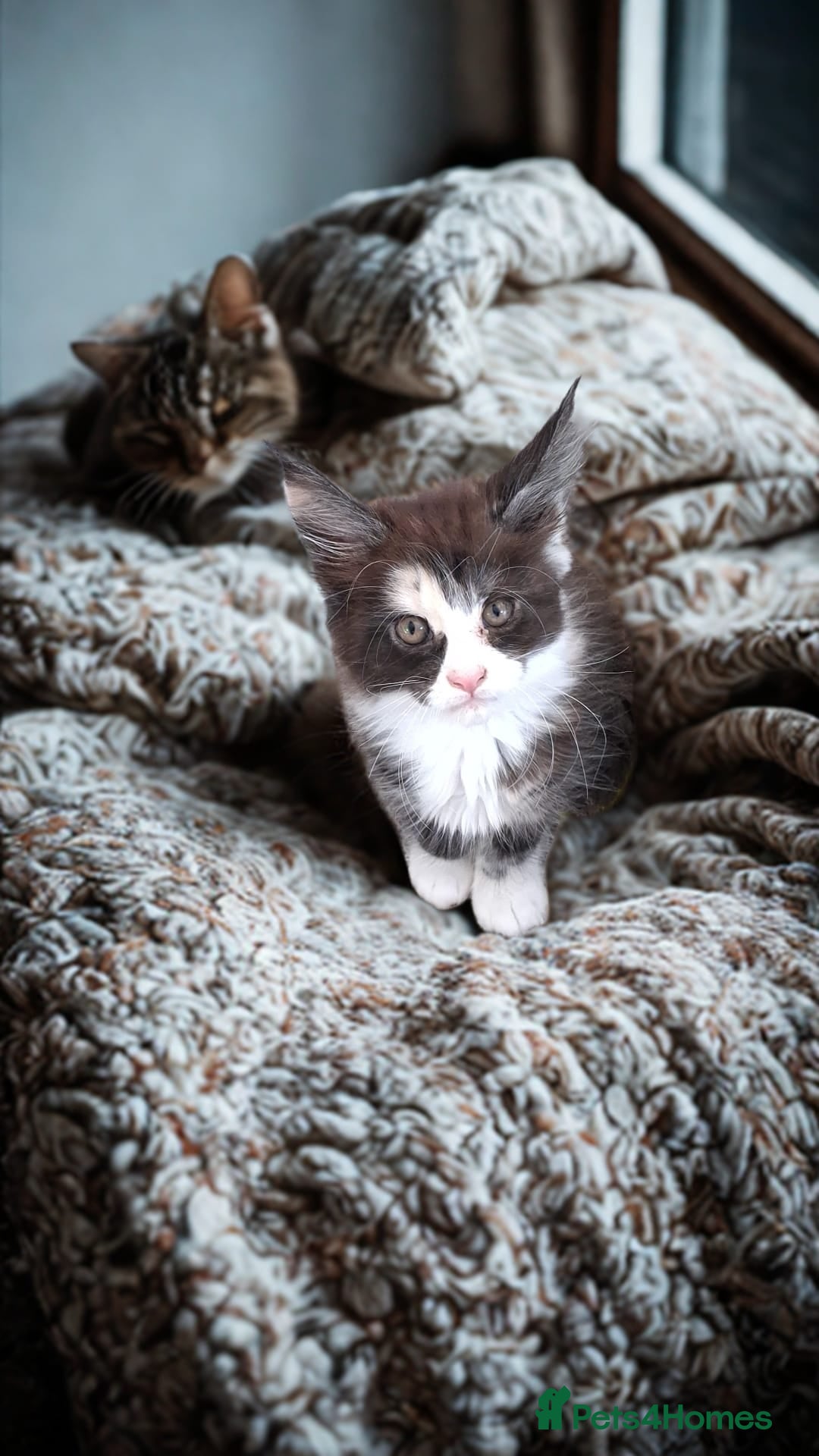 Maine Coon cats Tabby smoke main coon kittens - Advert 2