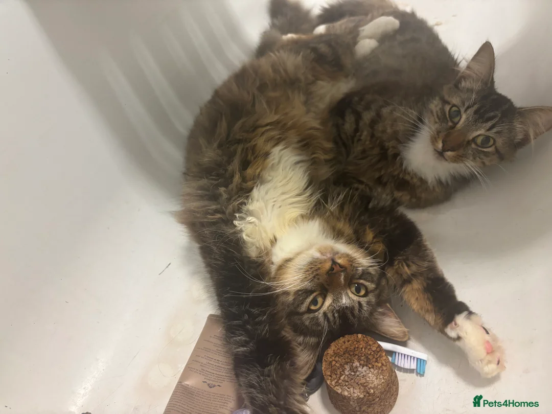 British Longhair cats for sale: Long hair tabby kittens ready to go - Advert 6