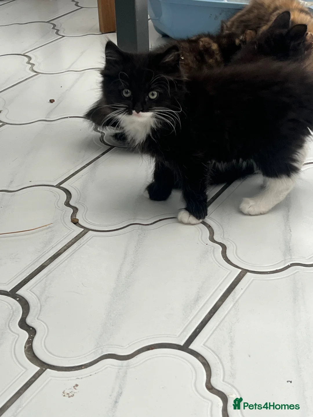 Mixed Breed cats for sale: Beautiful kittens for sale  in Rowley Regis - Advert 10