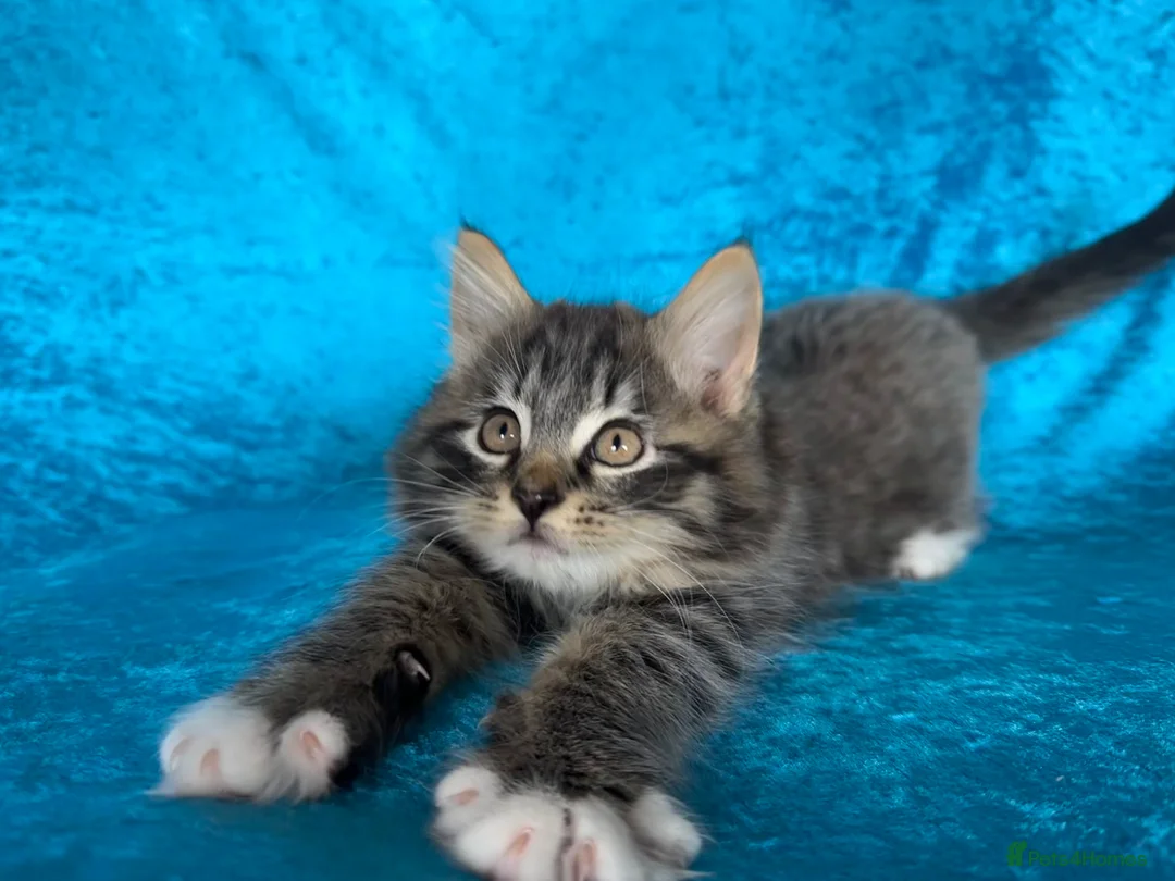 Norwegian Forest Cat cats for sale: Norwegian Forest tabby re advertised  - Advert 2