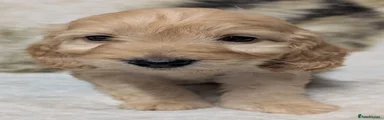 Cockapoo 9