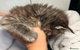 Maine Coon cats for sale: Stunning Half Maine coon kittens  - Image 27