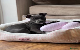 Staffordshire Bull Terrier dogs for sale: Blue Staffordshire Bullterrier  - Image 2