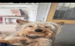 Yorkshire Terrier dogs for sale:  miniature boy - Image 2