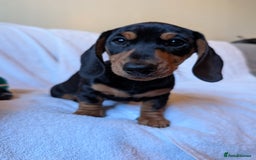 Miniature Dachshund dogs for sale: Ready to leave Miniature dachshunds cearphilly  - Image 22