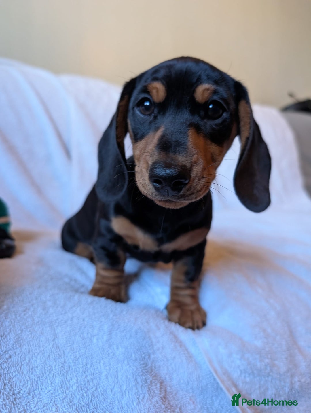 Miniature Dachshund dogs for sale: Ready to leave Miniature dachshunds cearphilly  - Image 22