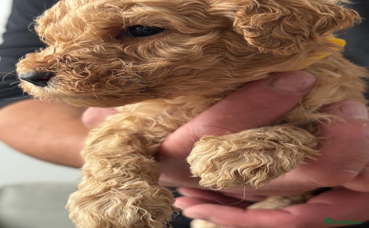Goldendoodle dogs F1Australian Goldendoodel puppies  - Advert 15