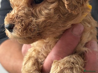 Goldendoodle dogs F1Australian Goldendoodel puppies - Advert 13