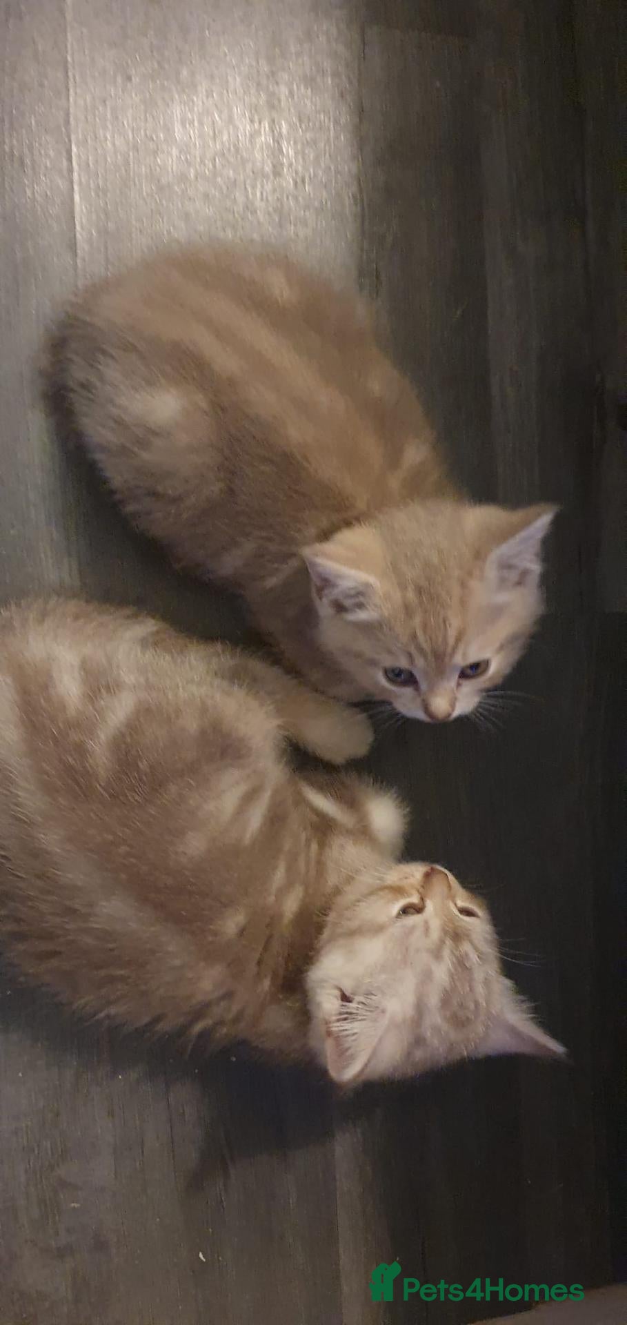 British Shorthair cats British short hair lilac tabbys - Advert 2