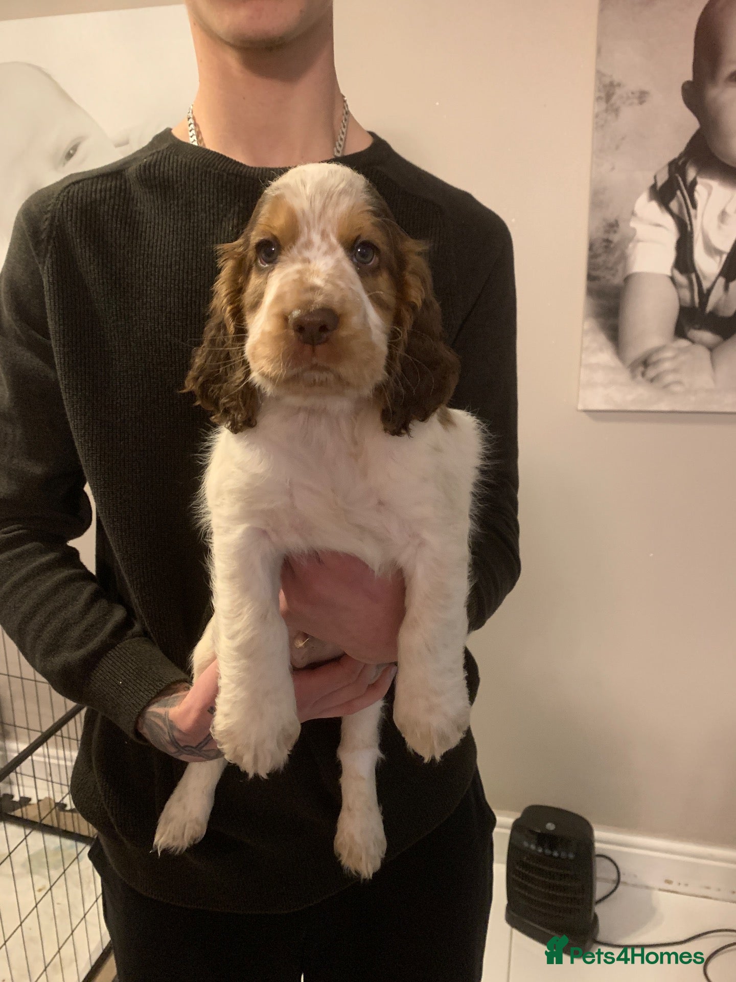 Cocker Spaniel dogs Show x Working Cocker Spaniel Puppies - Advert 15