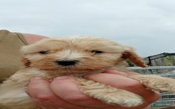 Cockapoo dogs for sale: Cockapoo pups  - Image 5