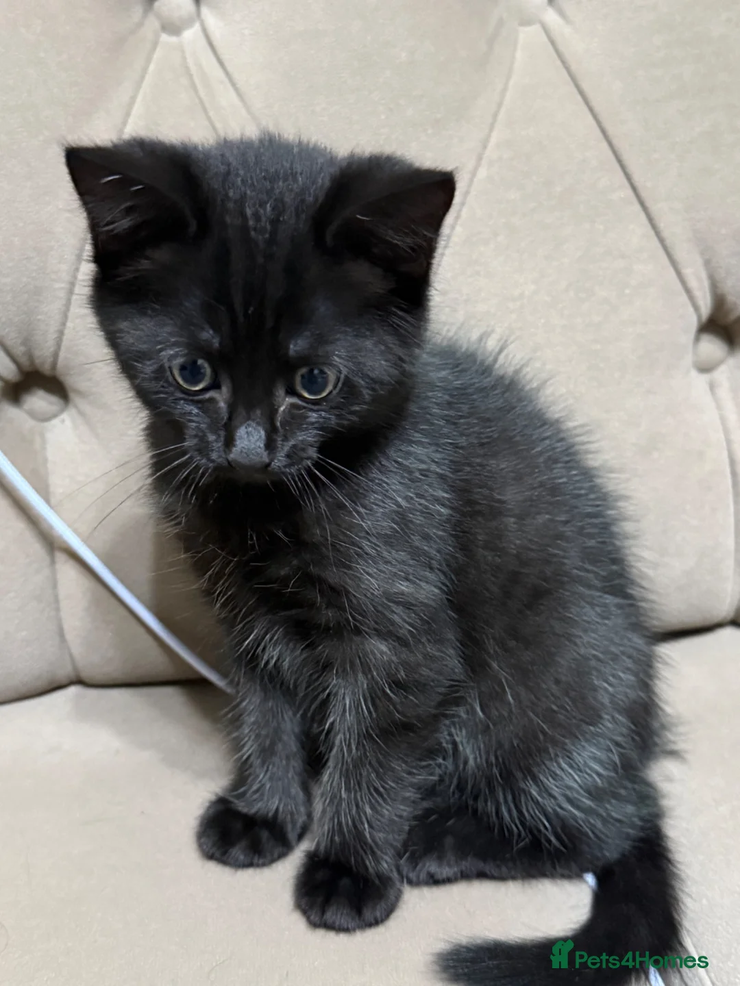 Mixed Breed cats for sale: Kitten for sale - Advert 4