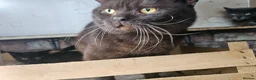 Mixed Breed cats for sale: Sweet kittens for sale - Advert 7