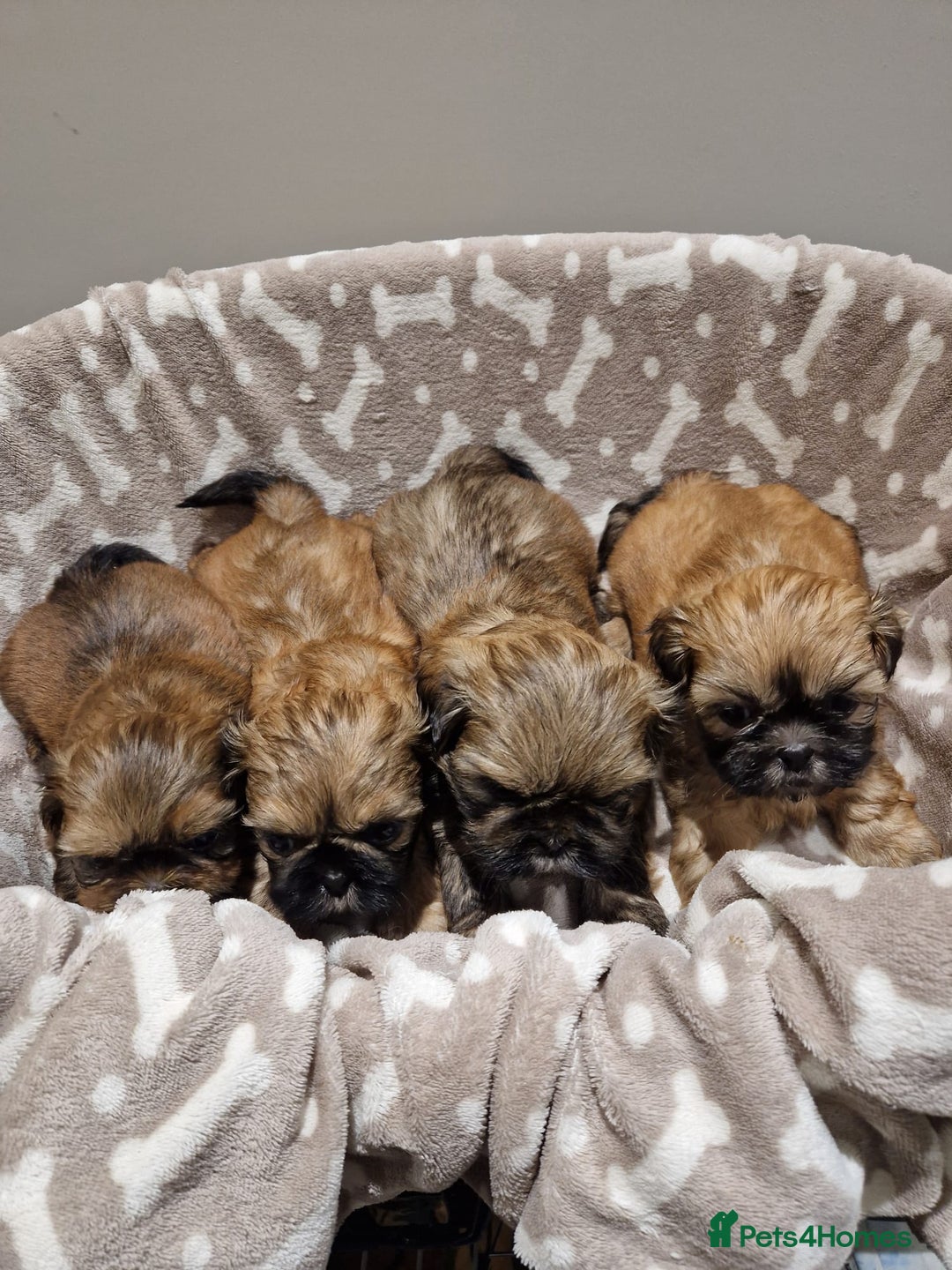 Shih Tzu dogs for sale: Shih Tzu Puppies - Advert 3