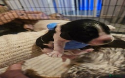 Cocker Spaniel dogs for sale: 6 beautiful cocker spaniels  - Image 2
