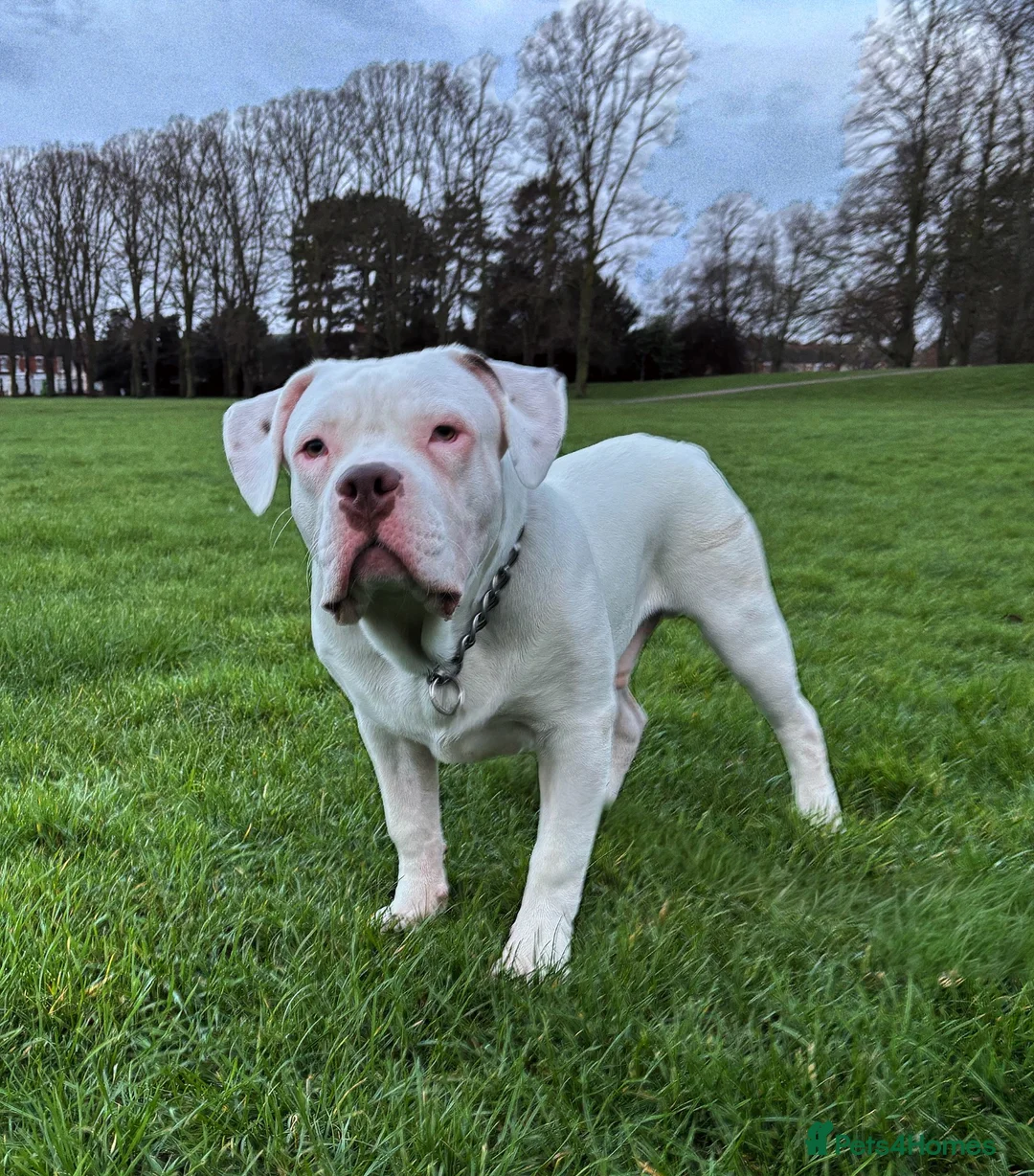 American Bulldog dogs for stud: Very handsome American bulldog for stud  - Advert 13