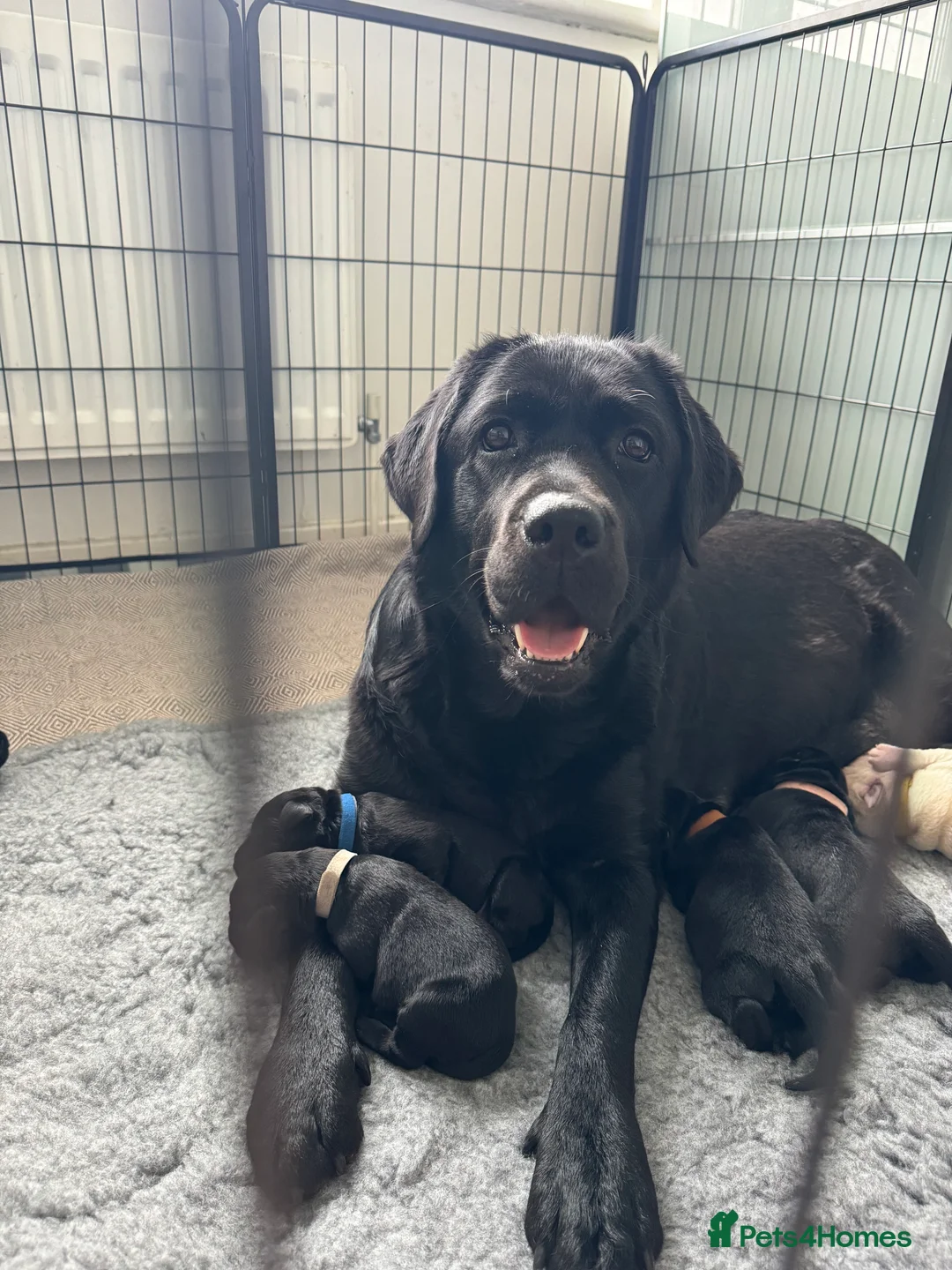 Labrador Retriever dogs for sale:  ✨ KC Registered Labrador Retriever Puppies   - Advert 23