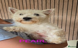 West Highland Terrier dogs for sale: STUNNING WEST HIGHLAND TERRIER PUPPIES  - Image 15
