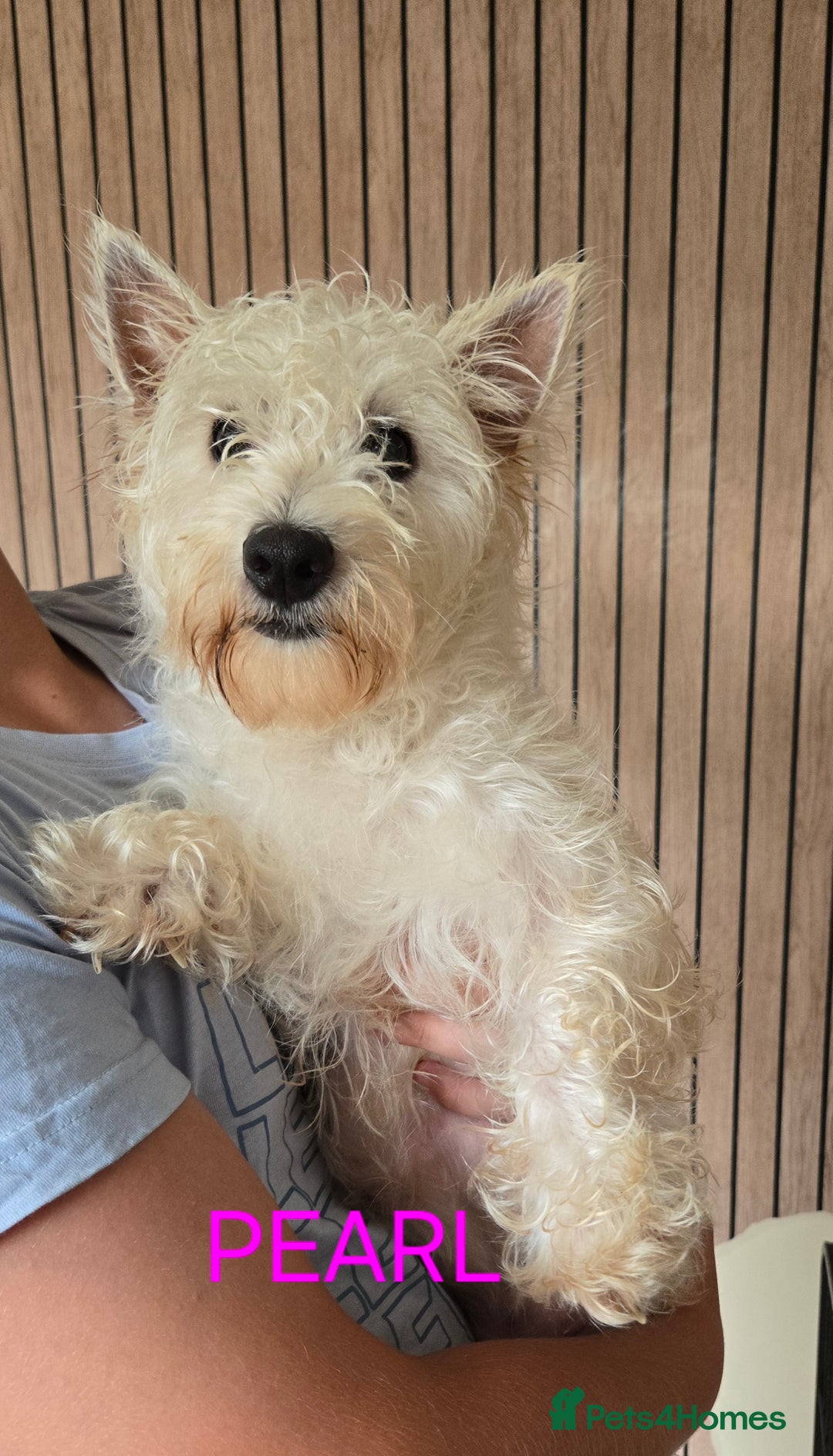 West Highland Terrier dogs for sale: STUNNING WEST HIGHLAND TERRIER PUPPIES  - Image 15