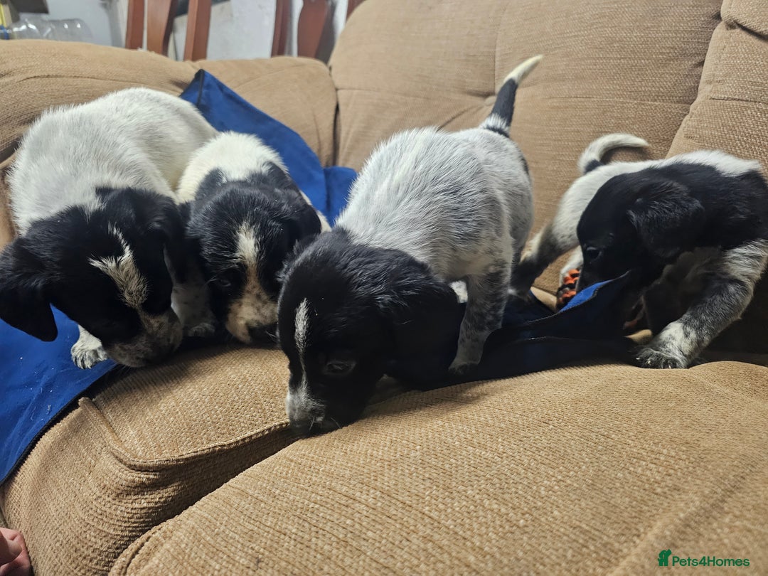 Mixed Breed dogs for sale: Labrador x Pointer Puppies - Advert 10