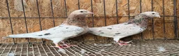 Pigeons birds for sale: BEAUTIFUL ALMOMD ROLLERS FOR SALE - Advert 8