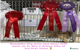 British Shorthair cats for sale: GCCF Reg Show quality & Champion line Goldens - Image 11