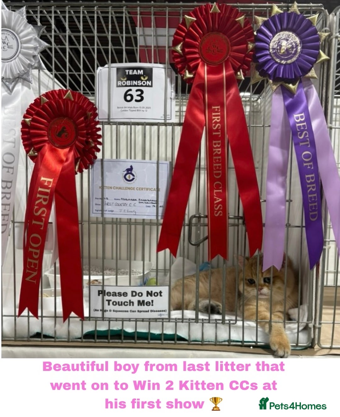 British Shorthair cats for sale: GCCF Reg Show quality & Champion line Goldens - Image 11