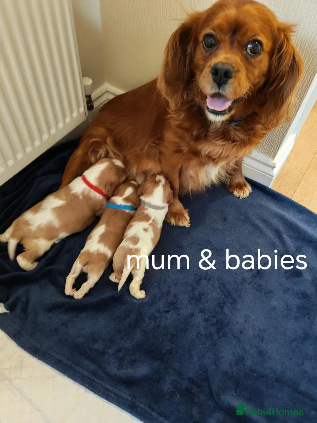 Cavalier King Charles Spaniel dogs for sale: Health tested kc reg Cavaliers - Advert 2
