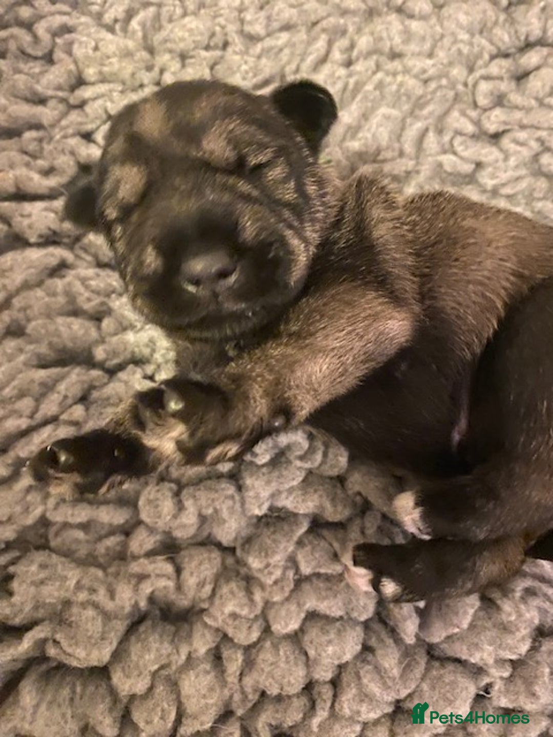 Schnauzer dogs for sale: Kennel Club registered puppies  - Advert 2