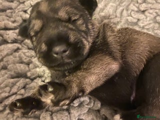 Schnauzer dogs Kennel Club registered puppies - Advert 1